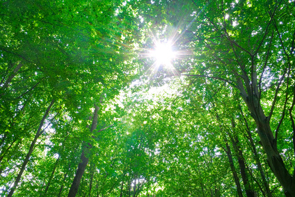 Baumwipfel mit Licht