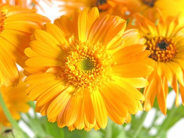 Calendula