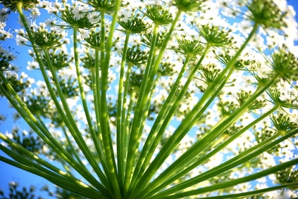 Yarrow