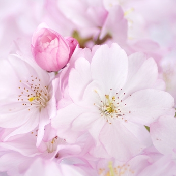 Cherry Plum