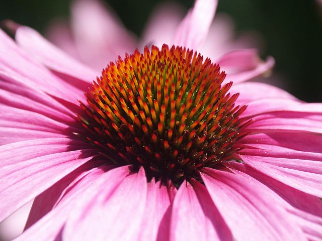 Echinacea